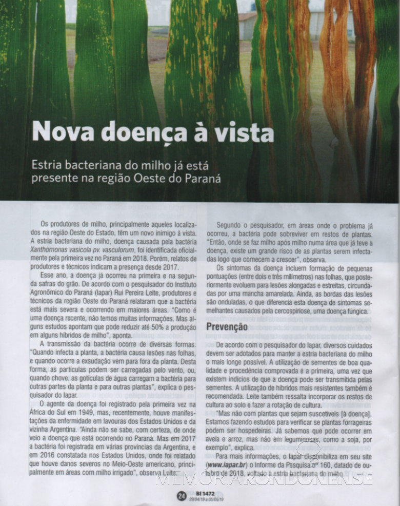 Destaque do Boletim Informativo do Sistema FAEP sobre a estria bacteriana no Oeste do Paraná.
Imagem: Acervo FAEP - FOTO 16 - 