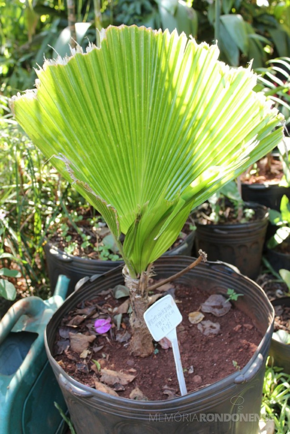 Pritchardia Pacifica: nome popular é palmeira-leque-de-fiji e pode atingir 12 metros de altura e cinco de diâmetro. 
Foto: Sandro Mesquita/OP