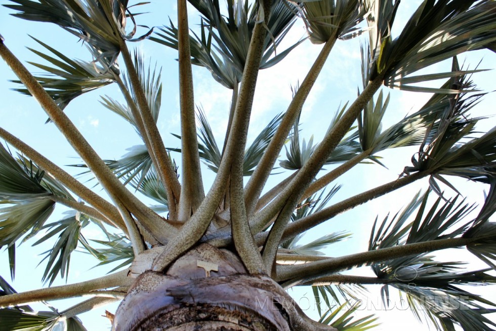 Bismarckia nobilis: palmeira azul é o nome popular dessa planta originária da região de Madagascar, na África, e recebeu esse nome graças à coloração levemente azulada de suas folhas. Além disso, é bem conhecida pelo formato de leque que sua folhagem possui. 
Foto: Sandro Mesquita/OP