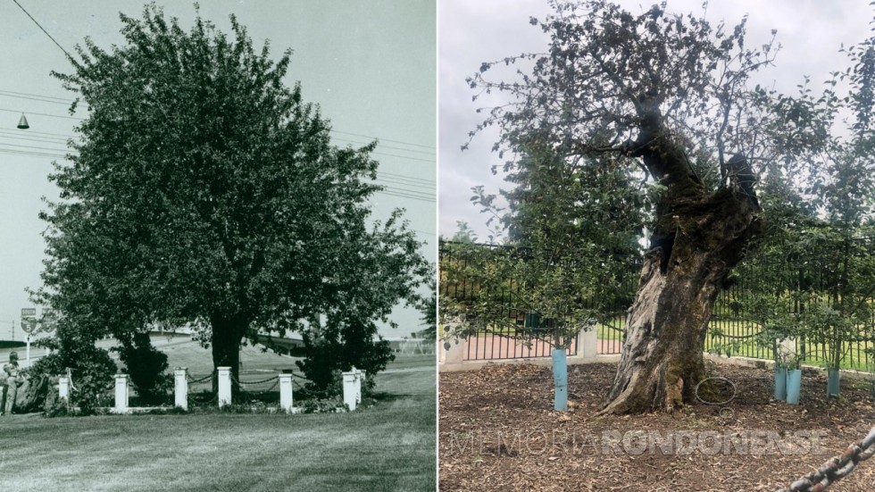 A Velha Macieira em dois momentos: em imagem histórica, sem data (E), e em foto de 2020.
Imagem: Acervo  do Museu Histórico do Condado de Clark/ Cidade de Vancouver, WA - FOTO 8 -