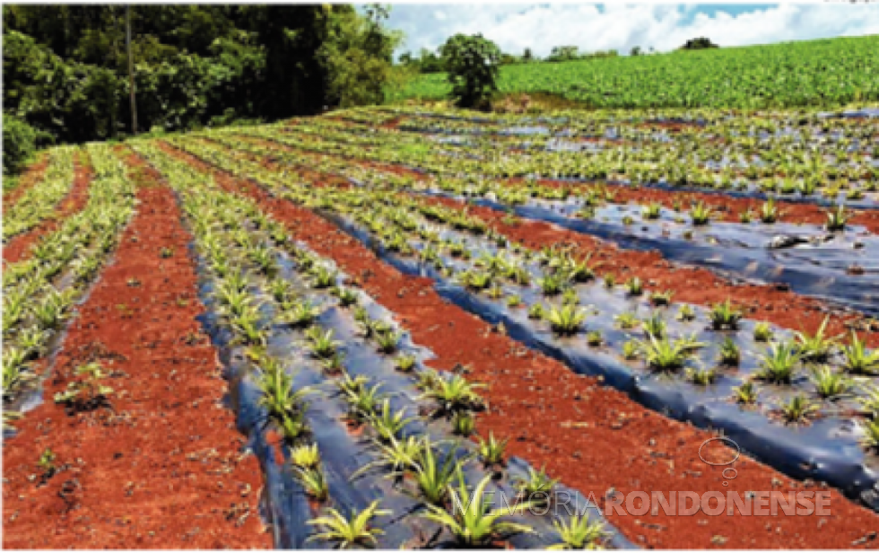 Experimento de cultivo de abacaxi com o canteiro coberto com lona plástica, no município de Guaíra.
Imagem: Acervo O Presente - FOTO 12  - 