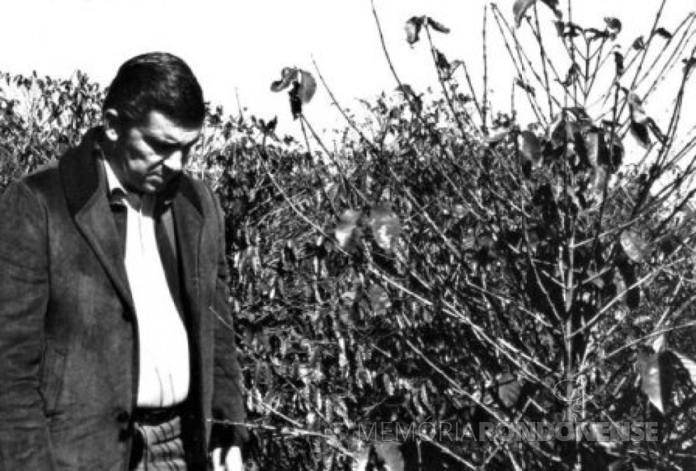 O então governador Jayme Canet Júnior visitando os cafezais do Norte do Paraná atingidos pela geada negra de 1975. Ele próprio um cultivador de café na região. 
Imagem: Acervo http://www.jws.com.br  - FOTO 3 -